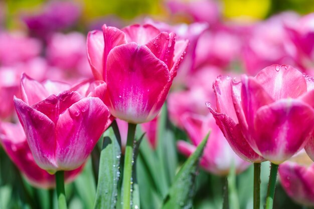 Foto prossimo piano di una pianta a fiori rosa