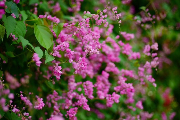 Foto prossimo piano di una pianta a fiori rosa