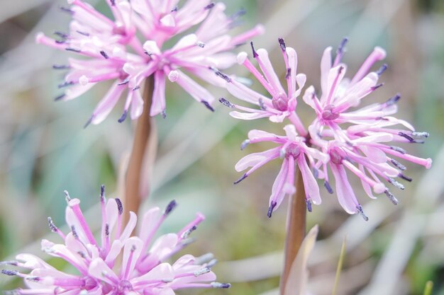 Photo close-up of pink flowering plant