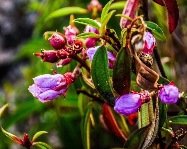 Foto prossimo piano di una pianta a fiori rosa