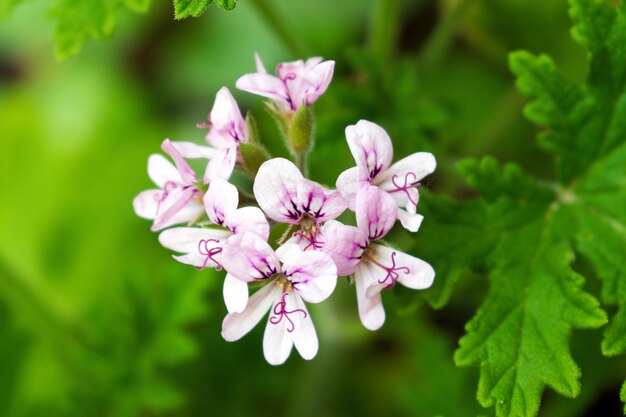 Foto prossimo piano di una pianta a fiori rosa