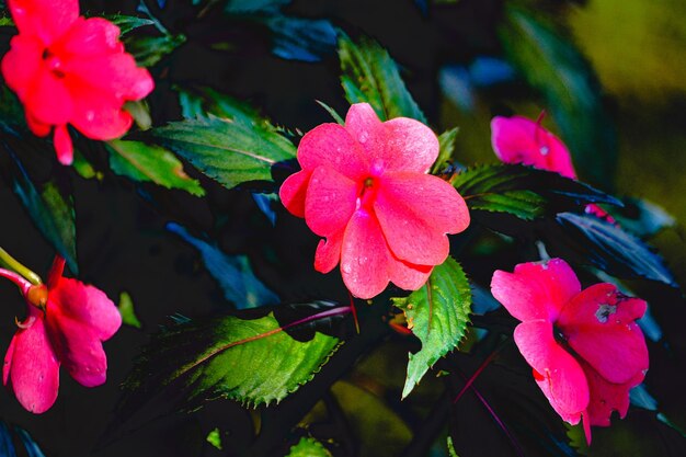 Photo close-up of pink flowering plant