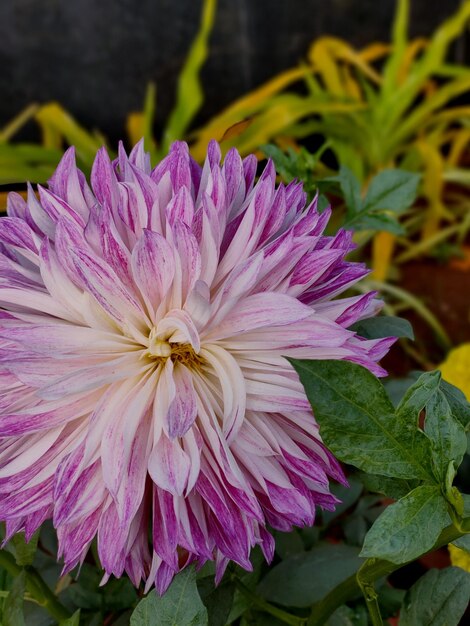 Foto prossimo piano di una pianta a fiori rosa