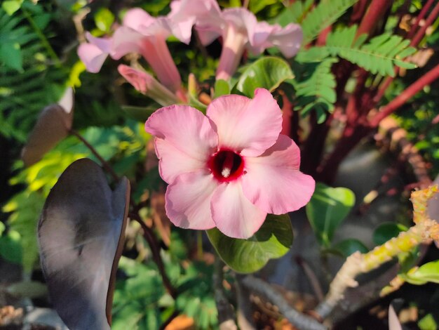 Close-up of pink flowering plant