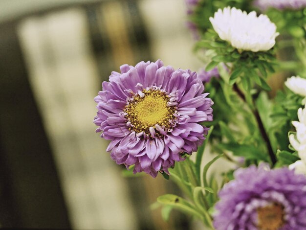 Foto prossimo piano di una pianta a fiori rosa