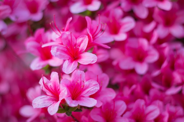 Photo close-up of pink flowering plant