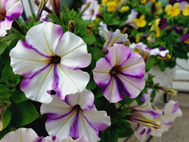 Photo close-up of pink flowering plant