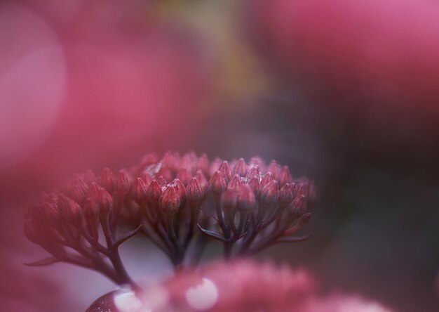 Foto prossimo piano di una pianta a fiori rosa