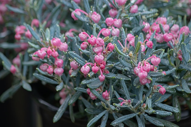 Photo close-up of pink flowering plant