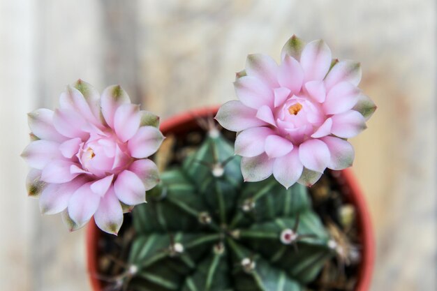 Close-up of pink flowering plant