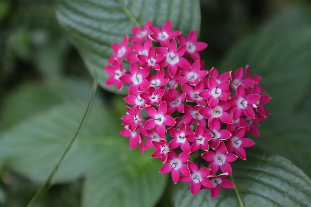 Photo close-up of pink flowering plant