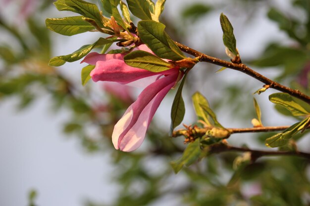 Photo close-up of pink flowering plant