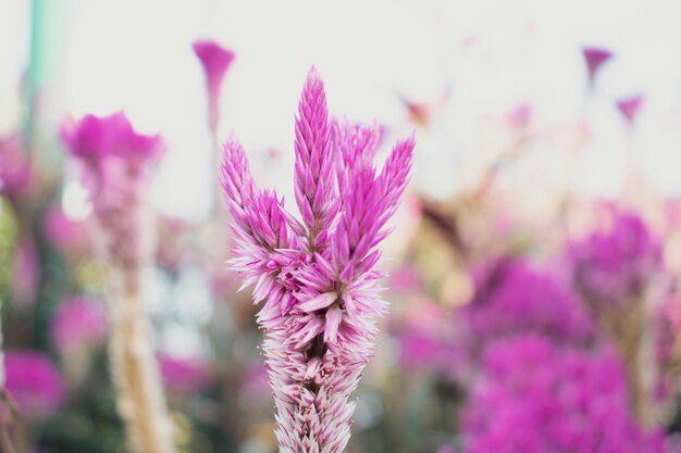 Photo close-up of pink flowering plant