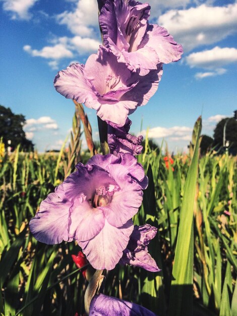 Foto prossimo piano di una pianta a fiori rosa