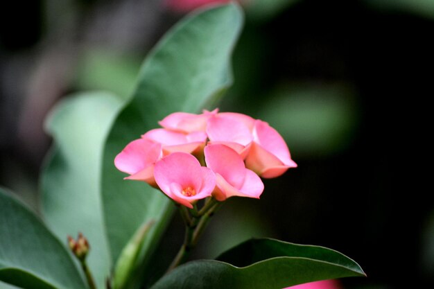 Photo close-up of pink flowering plant