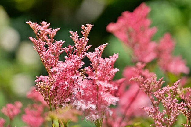 Foto prossimo piano di una pianta a fiori rosa