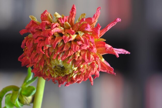 Photo close-up of pink flowering plant