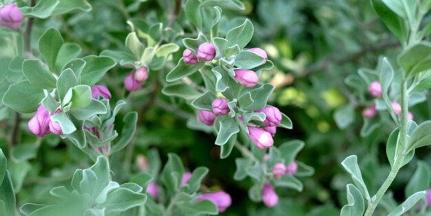 Foto prossimo piano di una pianta a fiori rosa