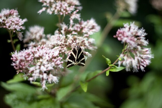 Photo close-up of pink flowering plant