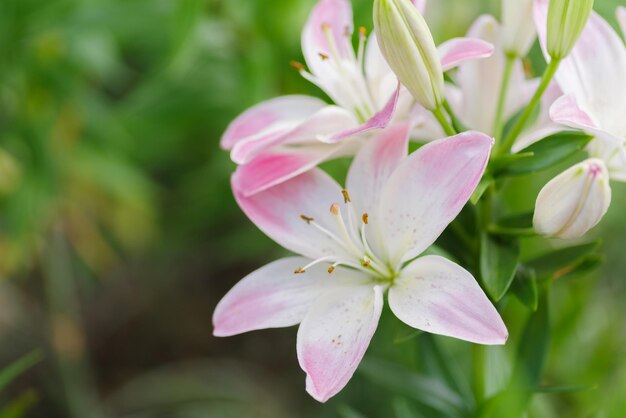 Photo close-up of pink flowering plant