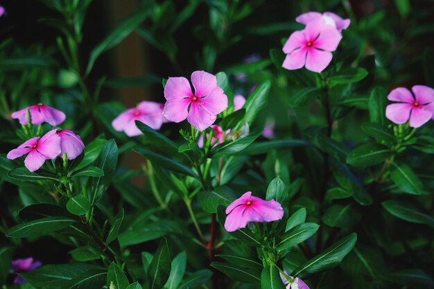 Foto prossimo piano di una pianta a fiori rosa