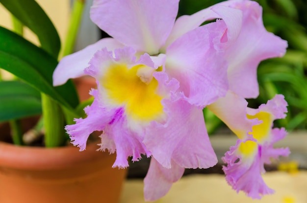 ピンクの花の植物のクローズアップ