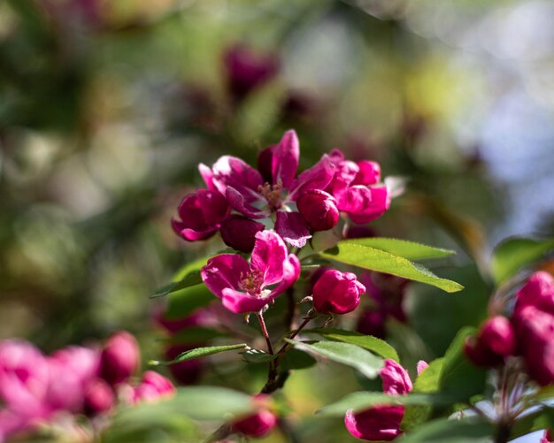 ピンクの花の植物のクローズアップ