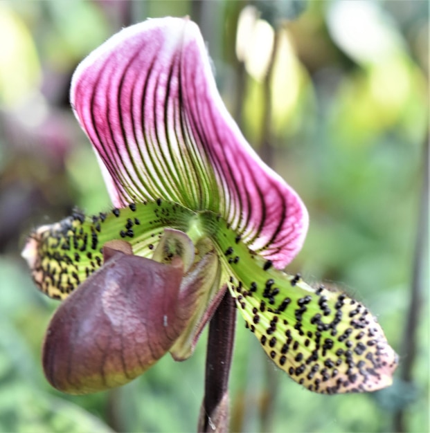 Photo close-up of pink flowering plant