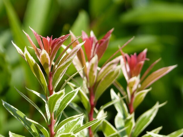 Photo close-up of pink flowering plant