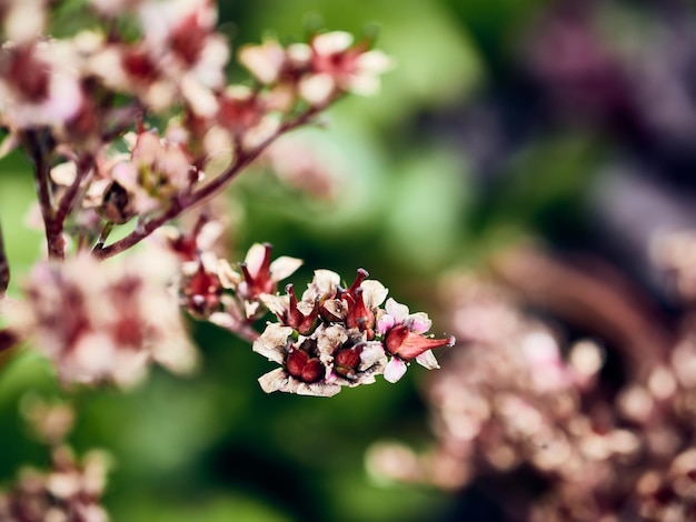 ピンクの花の植物のクローズアップ