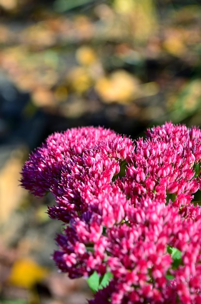 Photo close-up of pink flowering plant