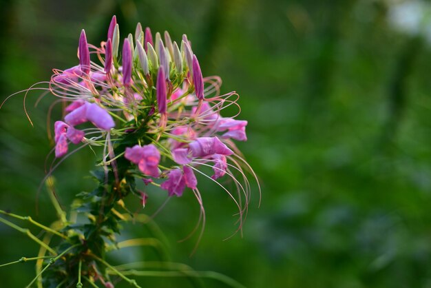 Close-up of pink flowering plant