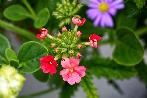 Photo close-up of pink flowering plant