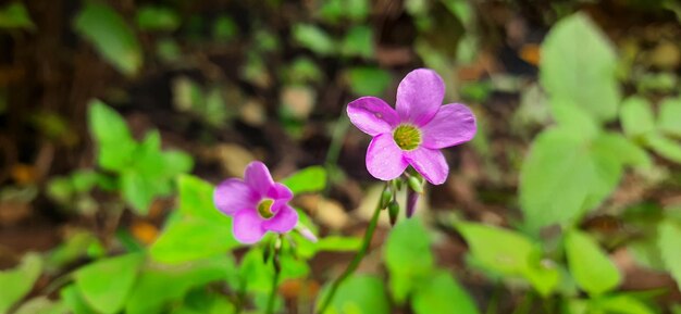 Foto prossimo piano di una pianta a fiore rosa