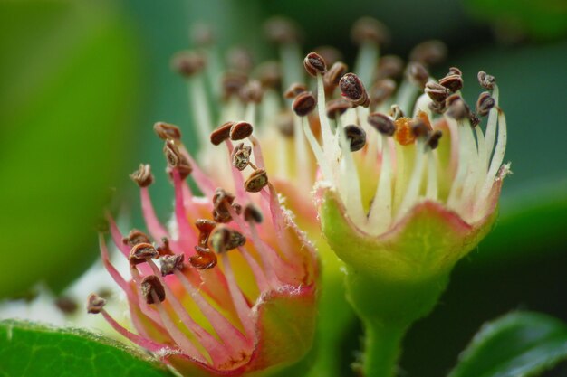 Photo close-up of pink flowering plant