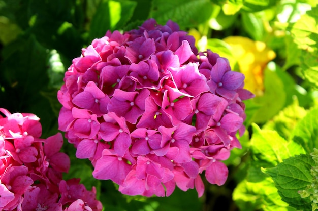 Photo close-up of pink flowering plant