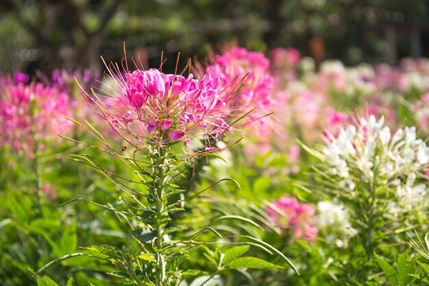 Close-up of pink flowering plant