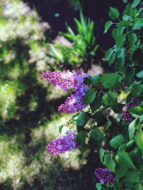 Photo close-up of pink flowering plant