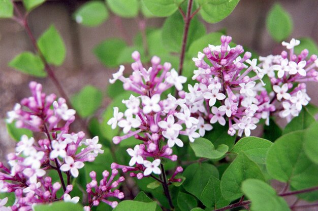 Photo close-up of pink flowering plant