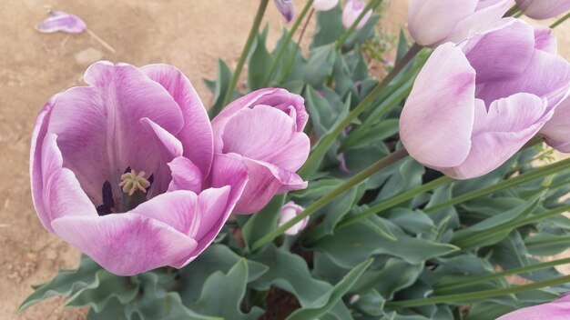 Foto prossimo piano di una pianta a fiori rosa