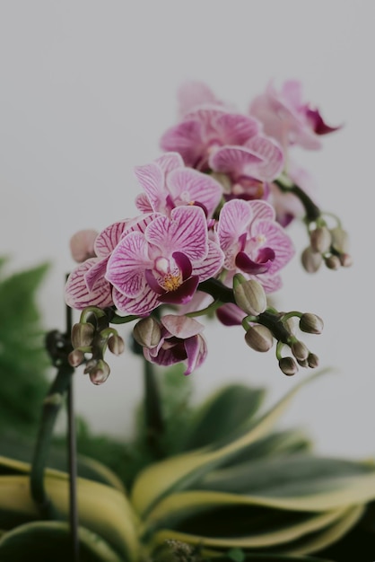 Foto prossimo piano di una pianta a fiori rosa