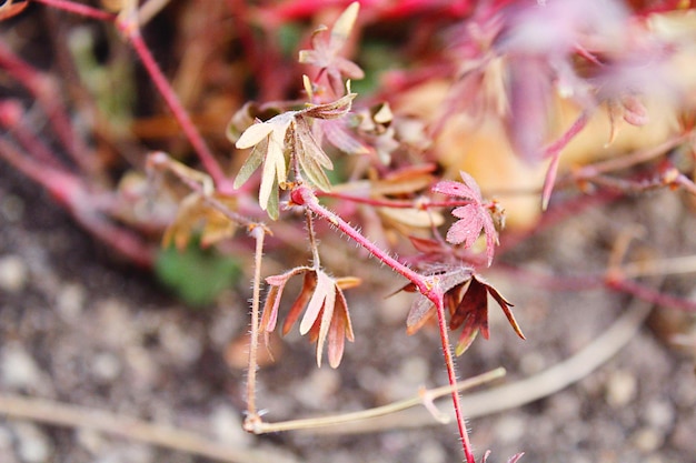 ピンクの花の植物のクローズアップ