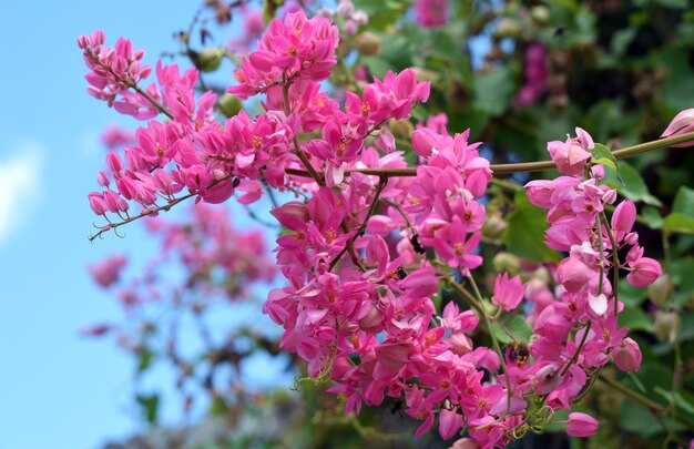 Photo close-up of pink flowering plant