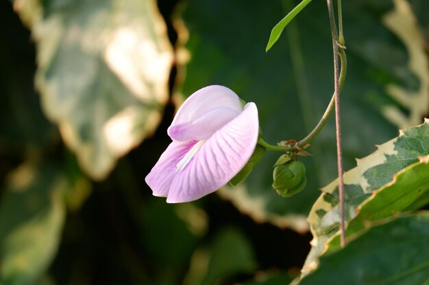 Foto prossimo piano di una pianta a fiori rosa