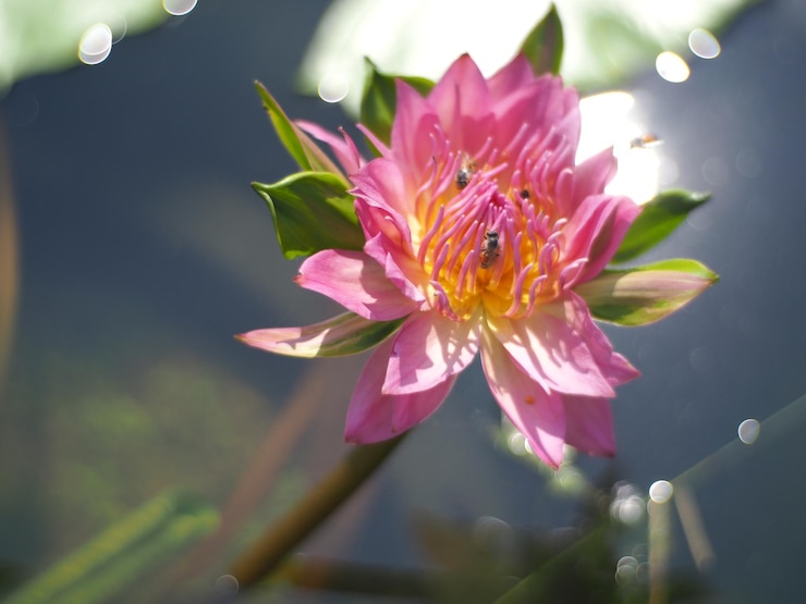 Photo ピンクの花の植物のクローズアップ