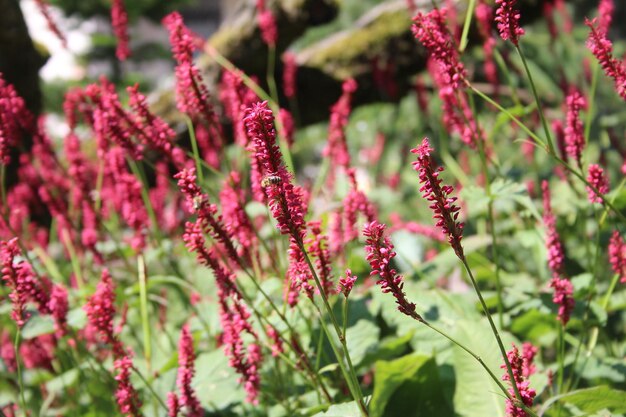 Close-up of pink flowering plant