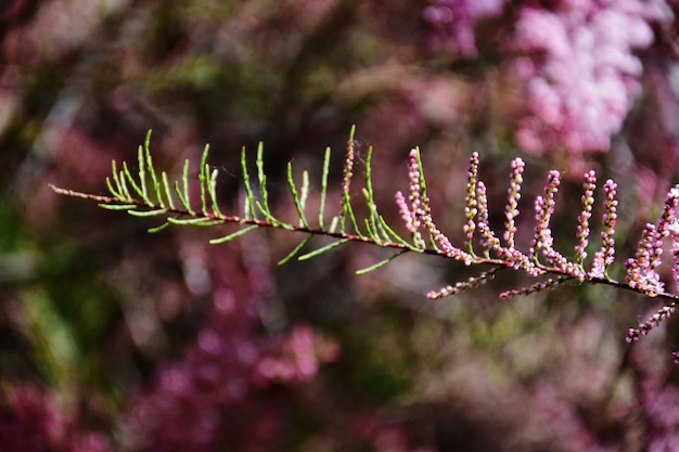 Photo close-up of pink flowering plant