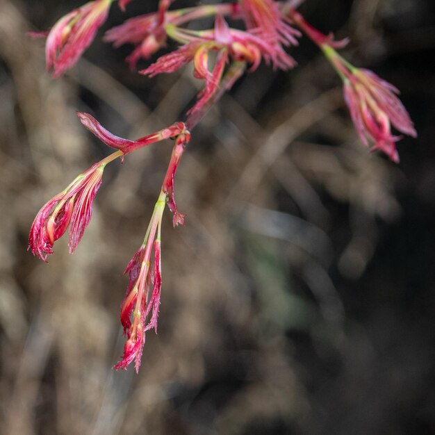 Photo close-up of pink flowering plant