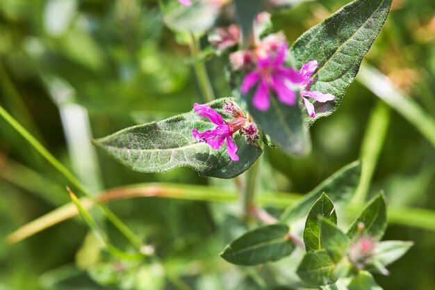 Close-up of pink flowering plant