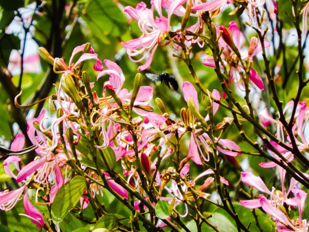 Close-up of pink flowering plant